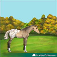 Horse Color:Silver Buckskin Dun Appaloosa 