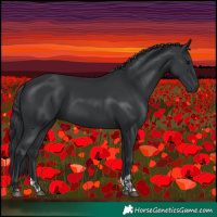 Horse Color:Black  and Black 