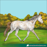 Horse Color:White Spotted Red Dun Rabicano and White Spotted Red Dun