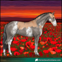 Horse Color:White Spotted Bay Dun Rabicano and White Spotted Grullo Rabicano