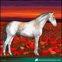 Horse Color:White Spotted Bay Dun Rabicano  and White Spotted Grullo Rabicano 