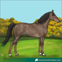 Horse Color:Liver Red Dun Rabicano 