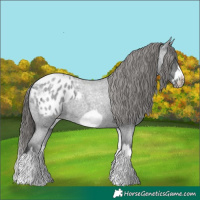 Horse Color:White Spotted Blue Roan Splash Frame Appaloosa