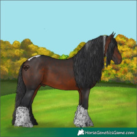 Horse Color:Brown Tobiano 