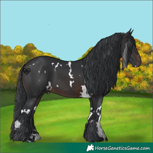 Horse Color:White Spotted Brown 
