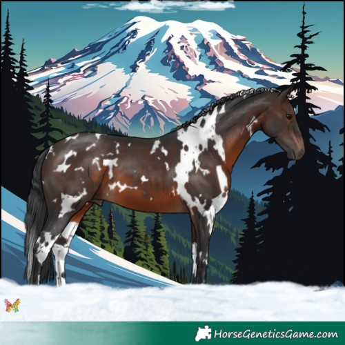 Horse Color:White Spotted Brown 