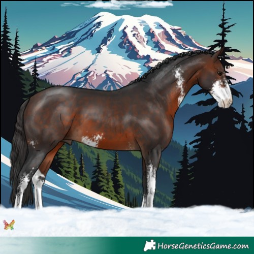 Horse Color:Brown Sabino 
