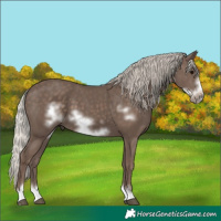 Horse Color:Silver Black Frame 