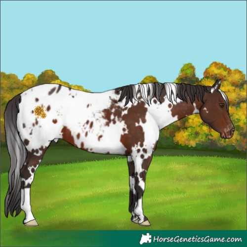 Horse Color:White Spotted Liver Chestnut Appaloosa 