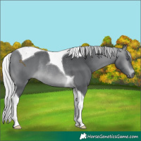 Horse Color:Silver Brown Chinchilla Tobiano Rabicano 