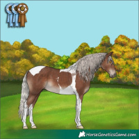 Horse Color:Silver Black Tobiano