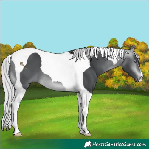 Horse Color:Silver Bay Chinchilla Tobiano 