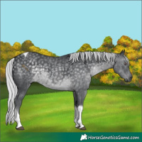 Horse Color:Silver Black Chinchilla Tobiano