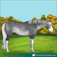 Horse Color:Silver Brown Chinchilla Splash 