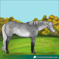 Horse Color:Silver Bay Chinchilla Rabicano 