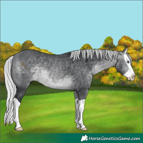 Horse Color:Silver Brown Chinchilla Splash 