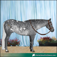 Horse Color:White Spotted Silver Black Chinchilla 