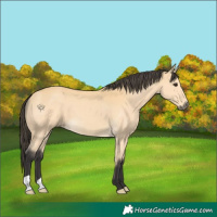 Horse Color:Buckskin 