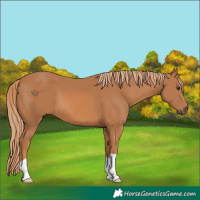 Horse Color:Chestnut 