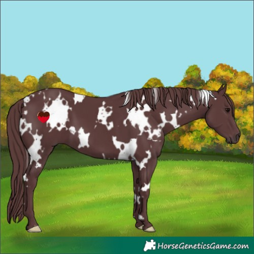 Horse Color:White Spotted Chocolate Black