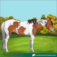 Horse Color:Bay Tobiano 