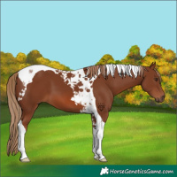 Horse Color:Chestnut Tobiano