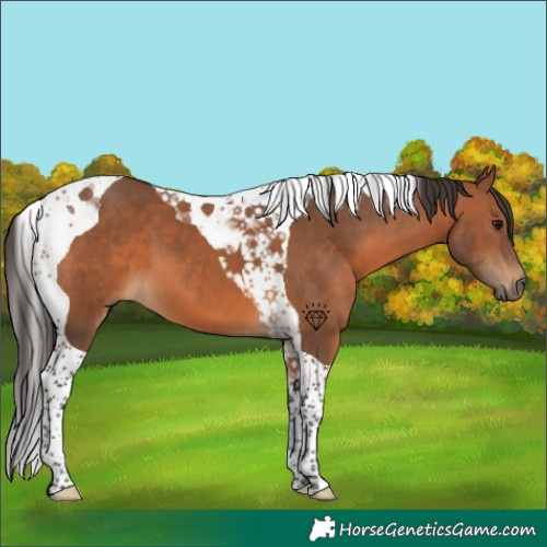 Horse Color:Bay Tobiano 