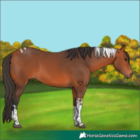 Horse Color:Bay Tobiano 