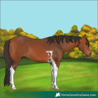 Horse Color:Bay Tobiano 