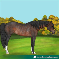 Horse Color:Brown Rabicano 