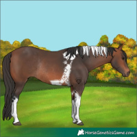 Horse Color:Bay Tobiano Rabicano 