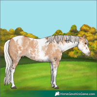 Horse Color:White Spotted Silver Bay Dun Tobiano Rabicano