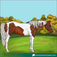 Horse Color:Silver Brown Tobiano 