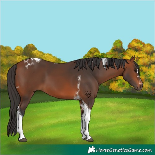 Horse Color:Bay Tobiano 