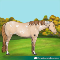 Horse Color:White Spotted Bay Pearl Dun 