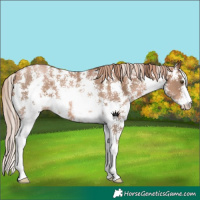 Horse Color:Liver Chestnut Pearl Sabino Rabicano 