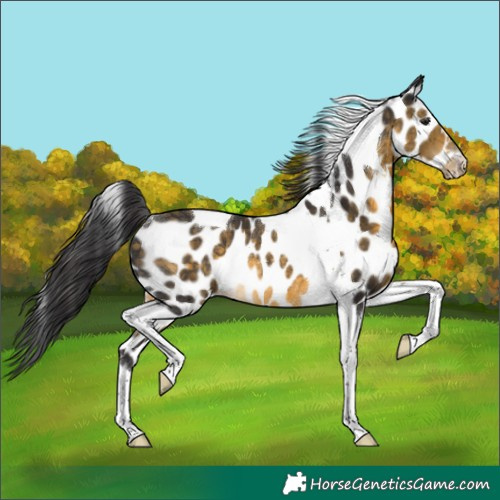 Horse Color:Buckskin Tobiano Leopard Rabicano