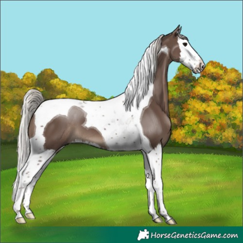 Horse Color:Silver Black Splash Tobiano