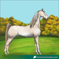 Horse Color:White Spotted Liver Red Dun Pearl Tobiano Frame Appaloosa Rabicano