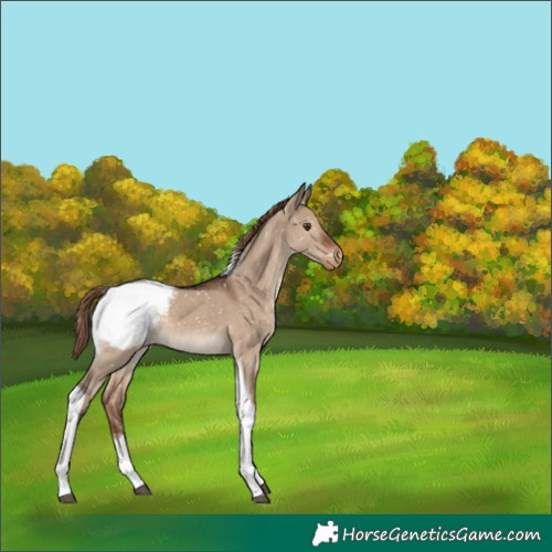 Horse Color:Liver Red Dun Tobiano Appaloosa 