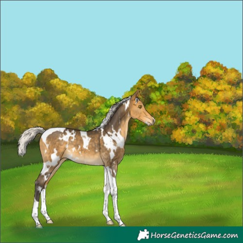 Horse Color:White Spotted Silver Buckskin Tobiano 