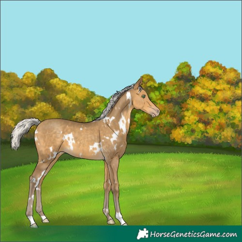 Horse Color:White Spotted Silver Sable Cream Champagne 