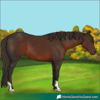 Horse Color:Liver Chestnut 