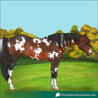 Horse Color:White Spotted Brown Rabicano 