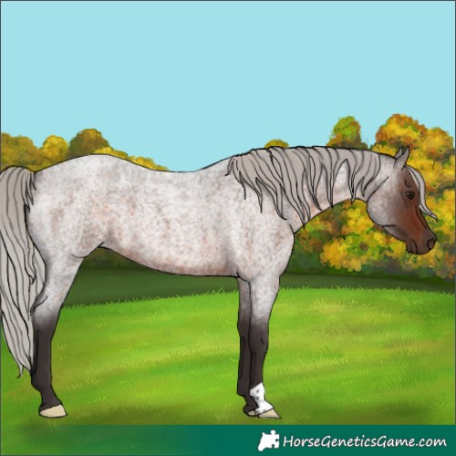 Horse Color:Silver Brown Roan 
