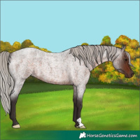 Horse Color:Silver Brown Roan 