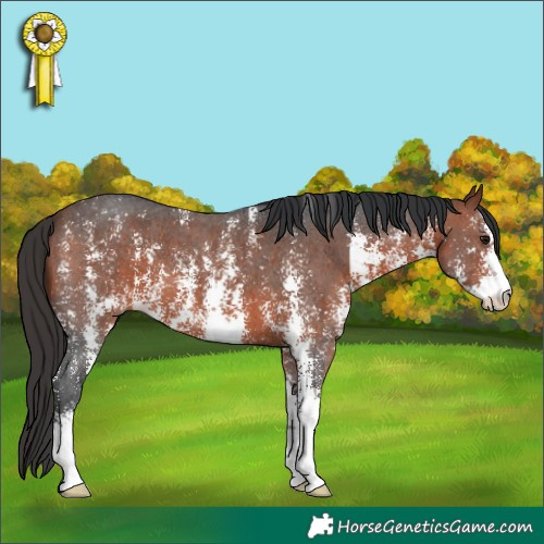 Horse Color:Bay Sabino