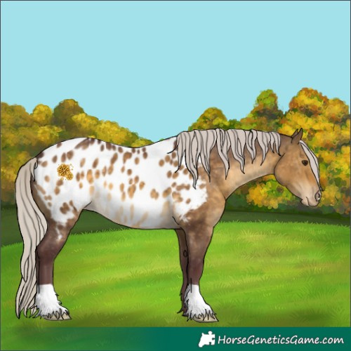 Horse Color:Chocolate Silver Buckskin Dun Appaloosa 