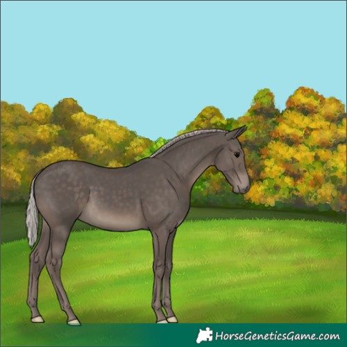 Horse Color:Silver Black 