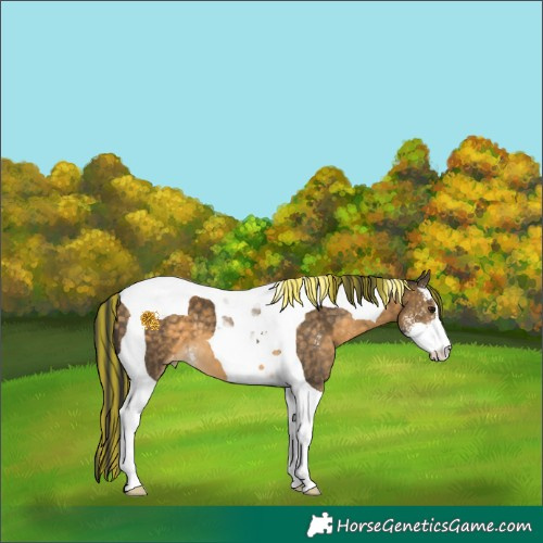 Horse Color:Painted Buckskin Sabino Tobiano Varnish 